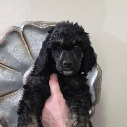 Lumen (Lumie) - Phantom female Poodle puppy in New York from Powder Puff Poodles