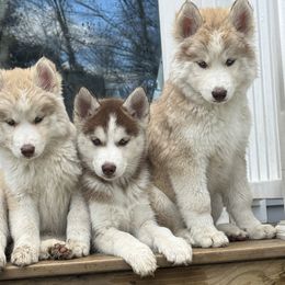 Siberian Husky Puppies from Young Orchard Siberians