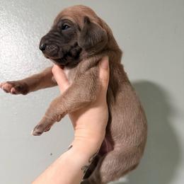 Calista - Blue female Great Dane puppy in Jerusalem, Arkansas from Mara Danes