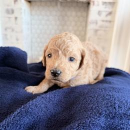 Eleven (Elle) - Apricot female Goldendoodle puppy in Mount Pleasant, Utah from Betty's Goldendoodles