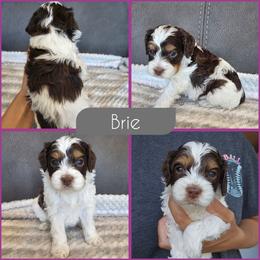 Brie - Brown and white female Cockapoo puppy in Zanesville, Ohio from Southtown Doodles LLC