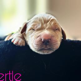 Mertle - Golden female Golden Retriever puppy in Florida from Golden Meadow