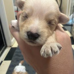 Harrison - Tan male Morkie puppy in Winston Salem, North Carolina from Patty’s Paws