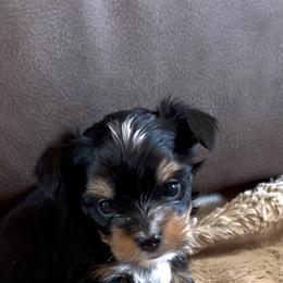 Kermit - Black and tan male Yorkshire Terrier puppy in Goode, Virginia from Glass Hill Yorkies