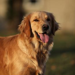 Genevieve - Golden Retriever