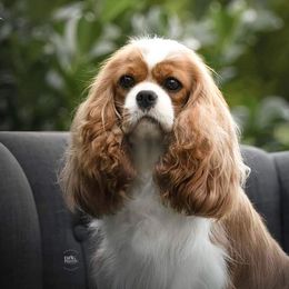 Maya - Cavalier King Charles Spaniel