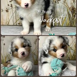 3 Jackpot, BMM - Blue merle male Australian Shepherd puppy in Huntington, Texas from JKKJ Farms, LLC
