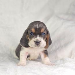 Turquoise- teal collar - Blue tan and white male Basset Hound puppy in Valley, Washington from Peaceful Valley Paws