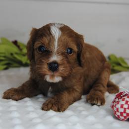 Garnett - Red male Cavapoo puppy in Mountain Grove, Missouri from Dogwood & Sassafras Companions