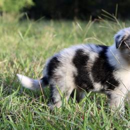 Border Collie Puppies from Bridges Border Collies