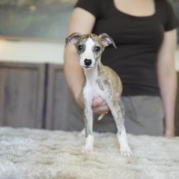 Tyler - Red brindle male Whippet puppy in Atlanta, Georgia from Sinaj