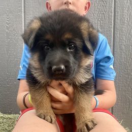 Lewis- blue collar - Black and red male German Shepherd puppy in Ronan, Montana from Semper Fi K9 Montana