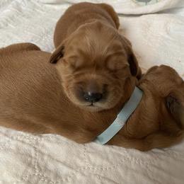 Golden Retriever Puppies from Aurora's Northern Goldens