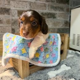 Spot - Piebald male Dachshund puppy in Maidsville, West Virginia from L&B Lowriders