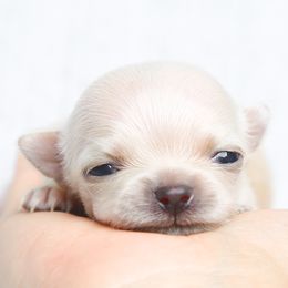 Chihuahua, Pomeranian, and Shih Tzu Puppies from PNW Designer Toy Breeds
