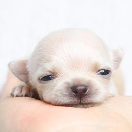 Chihuahua, Pomeranian, and Shih Tzu Puppies from PNW Designer Toy Breeds