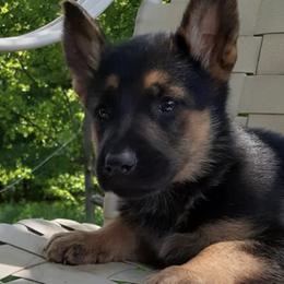 German Shepherds from Causey's Critters
