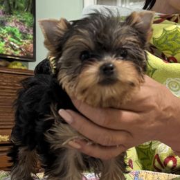 Tiny Girl - Blue and gold female Yorkshire Terrier puppy in Frederick, Maryland from Maria Rodriguez