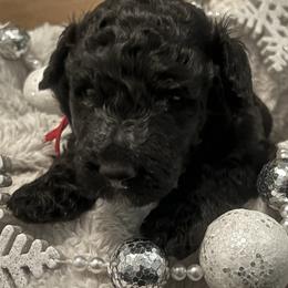 Love Bug - Black female Goldendoodle puppy in Waterloo, Illinois from Dreamy Doodles