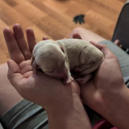Poe - Cream male Dachshund puppy in Huachuca City, Arizona from Az's B&B Doxies