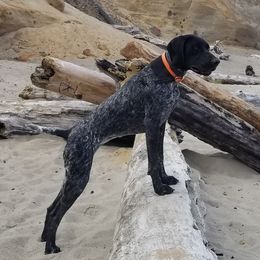 Raven - German Shorthaired Pointer
