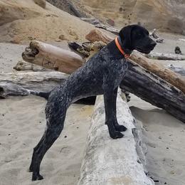 Raven - German Shorthaired Pointer