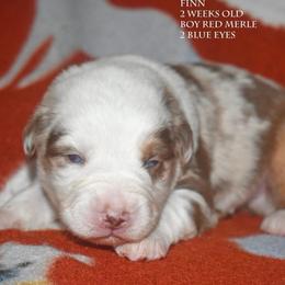 Finn - Red merle male Miniature Australian Shepherd puppy in Patterson, North Carolina from DreamLine Aussies