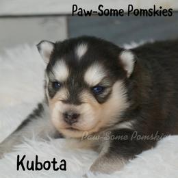 Kubota - Black and white female Pomsky puppy in Krum, Texas from Paw-Some Pomskies
