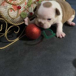 Boston Terrier Puppies from Boston Terriers