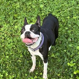 Olivia - Boston Terrier