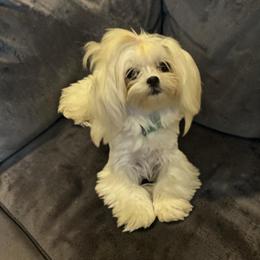 Buddy - Maltese