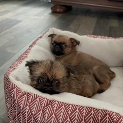 Brussels Griffon Puppies from Butler Brussels Griffon