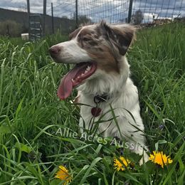 Allie - Australian Shepherd