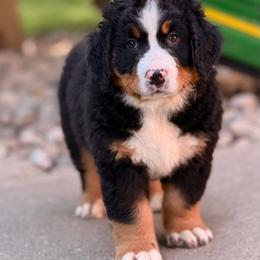 Balto - Tri-color male Bernese Mountain Dog puppy in New Haven, Indiana from Maumee Berners