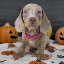 Coco - Dapple female Dachshund puppy in Goodyear, Arizona from AZ Royal Doxies llc