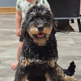 Daisy - Bernedoodle