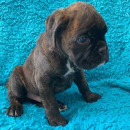 Boxer Puppies from Furevermore Boxers