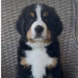 Green Collar Boy - Black rust and white male Bernese Mountain Dog puppy in Perris, California from Golden Coast Berners