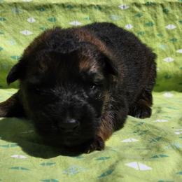 Gasket - Sable male German Shepherd puppy in Los Lunas, New Mexico from Mali's German Shepherds LLC