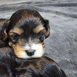 Girl 1 - female Havapoo puppy in Medina, Ohio from Momma's Minis