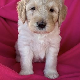 Goldendoodle Puppies from Goodyear golden doodles