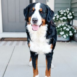Scout - Bernese Mountain Dog