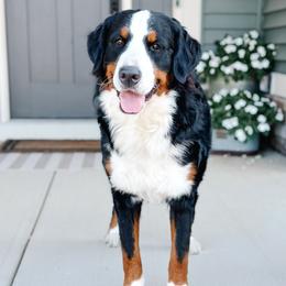 Scout - Bernese Mountain Dog