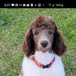 Poodle Puppies from Trisha's Poodles