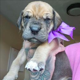 Dark purple collar - Fawn female Great Dane puppy in Warren, Ohio from Loyal-Loves Great Danes