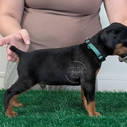 Black Male Green Collar - Black and rust male Doberman Pinscher puppy in Spencer, Indiana from Jackson's Dobermans