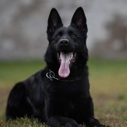 Aneta - German Shepherd