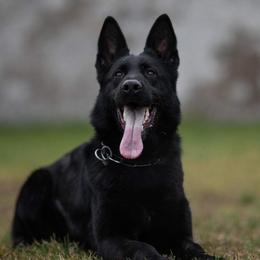 Aneta - German Shepherd