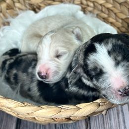 Aussiedoodle Puppies from Royal Paw Aussiedoodles
