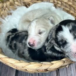 Aussiedoodle Puppies from Royal Paw Aussiedoodles
